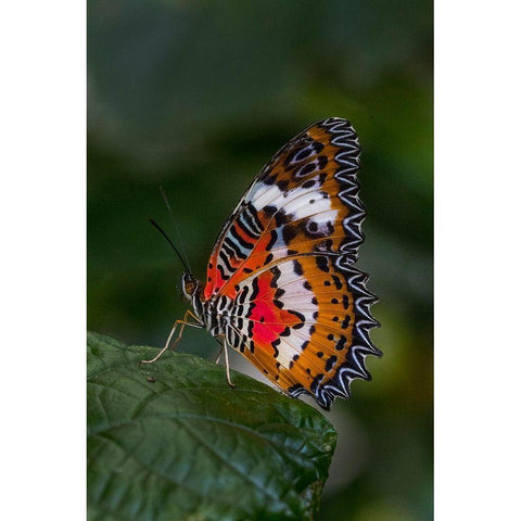 Indonesia-Bali Malay lacewing butterfly on leaf Black Modern Wood Framed Art Print by Jaynes Gallery
