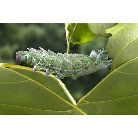 Indonesia-Bali Atlas moth caterpillar eating leaf Black Modern Wood Framed Art Print by Jaynes Gallery