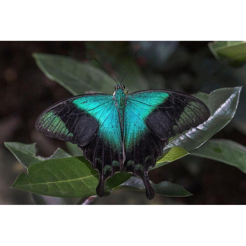Indonesia-Bali Blue swallowtail butterfly on leaf Black Modern Wood Framed Art Print by Jaynes Gallery