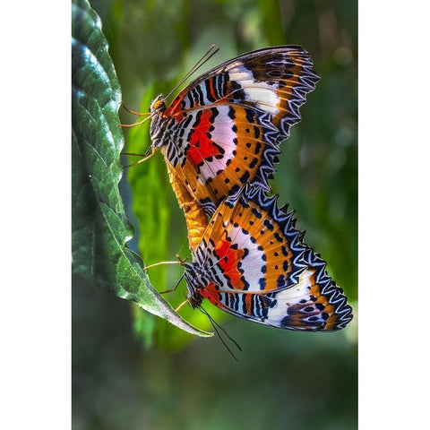 Indonesia-Bali Malay lacewing butterflies mating on leaf Black Modern Wood Framed Art Print by Jaynes Gallery