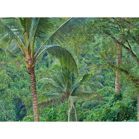 Indonesia-Bali-Ubud-Bali rainforest Black Modern Wood Framed Art Print with Double Matting by Eggers, Terry