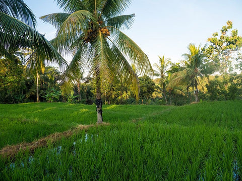 Indonesia-Bali-Ubud-Rice fields and palm trees Black Ornate Wood Framed Art Print with Double Matting by Eggers, Terry