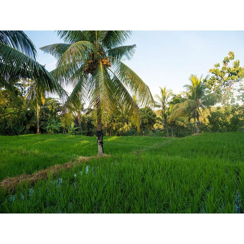Indonesia-Bali-Ubud-Rice fields and palm trees Black Modern Wood Framed Art Print by Eggers, Terry