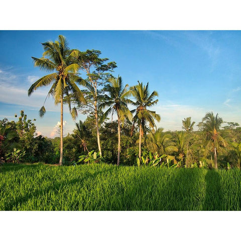 Indonesia-Bali-Ubud-Rice fields and palm trees Black Modern Wood Framed Art Print by Eggers, Terry