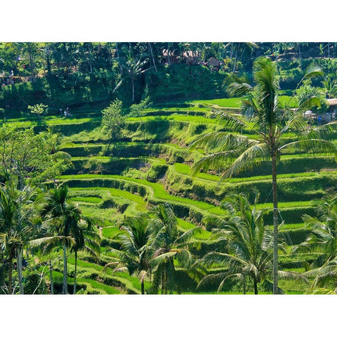 Indonesia-Bali-Ubud-Tegallalang Rice Terraces near Ubud White Modern Wood Framed Art Print by Eggers, Terry