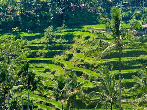 Indonesia-Bali-Ubud-Tegallalang Rice Terraces near Ubud Black Ornate Wood Framed Art Print with Double Matting by Eggers, Terry