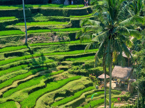 Indonesia-Bali-Ubud-Tegallalang Rice Terraces near Ubud Black Ornate Wood Framed Art Print with Double Matting by Eggers, Terry