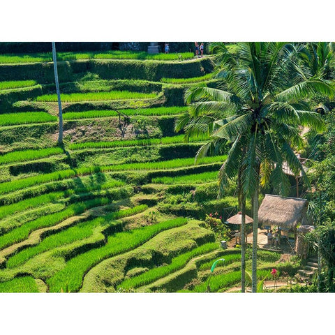 Indonesia-Bali-Ubud-Tegallalang Rice Terraces near Ubud Black Modern Wood Framed Art Print by Eggers, Terry