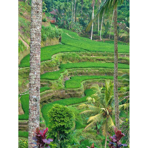 Indonesia-Bali-Ubud-Tegallalang Rice Terraces near Ubud Gold Ornate Wood Framed Art Print with Double Matting by Eggers, Terry