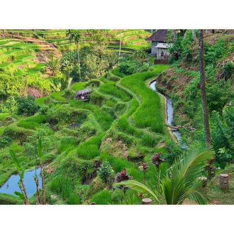 Indonesia-Bali-Ubud-Tegallalang Rice Terraces near Ubud Black Modern Wood Framed Art Print by Eggers, Terry