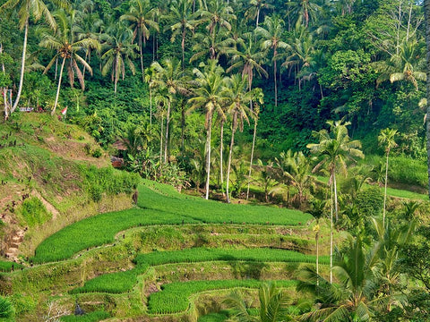 Indonesia-Bali-Ubud-Tegallalang Rice Terraces near Ubud White Modern Wood Framed Art Print with Double Matting by Eggers, Terry