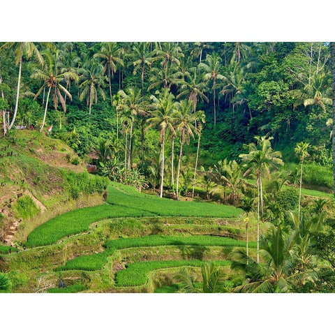 Indonesia-Bali-Ubud-Tegallalang Rice Terraces near Ubud Black Modern Wood Framed Art Print by Eggers, Terry