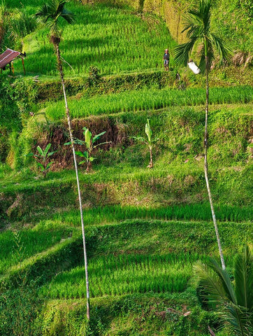 Indonesia-Bali-Ubud-Tegallalang Rice Terraces near Ubud Black Ornate Wood Framed Art Print with Double Matting by Eggers, Terry