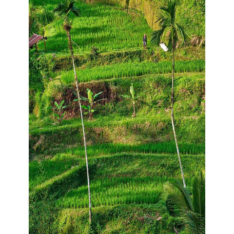 Indonesia-Bali-Ubud-Tegallalang Rice Terraces near Ubud Black Modern Wood Framed Art Print with Double Matting by Eggers, Terry