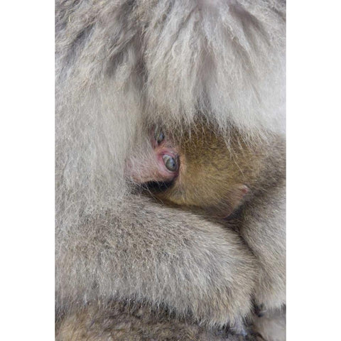 Japan, Jigokudani, Snow monkey baby with mother Black Modern Wood Framed Art Print by Anon, Ellen