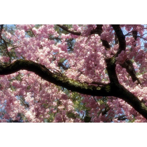 Japan, Tokyo Cherry blossoms in bloom in spring Black Modern Wood Framed Art Print with Double Matting by Ross, Nancy ,  Steve