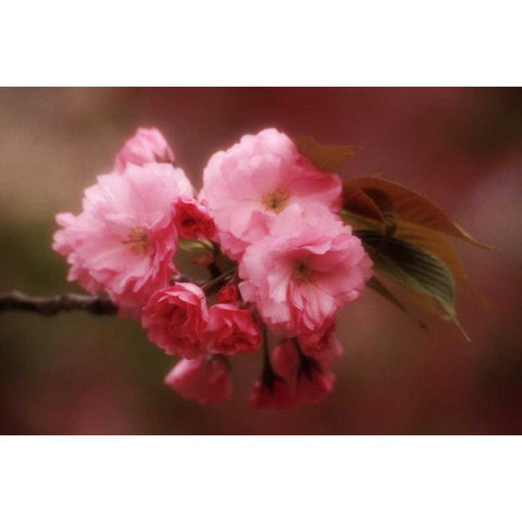 Japan, Osaka Cherry blossoms during a Festival White Modern Wood Framed Art Print by Ross, Nancy ,  Steve