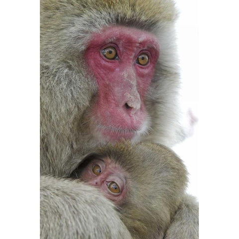 Japan Snow monkey clinging to its mother Black Modern Wood Framed Art Print by Anon, Josh