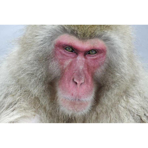 Japan, Jigokudani Monkey Park A snow monkey Black Modern Wood Framed Art Print with Double Matting by Anon, Josh