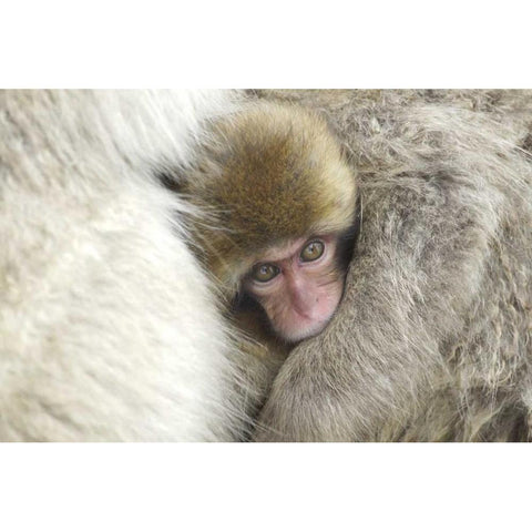 Japan A baby snow monkey peeks out from mom Black Modern Wood Framed Art Print by Anon, Josh