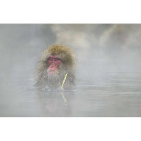 Japan A snow monkey sitting in a hot spring Black Modern Wood Framed Art Print by Anon, Josh