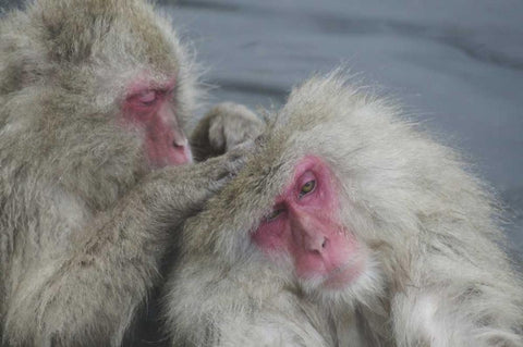 Japan Snow monkey grooms another in a hot spring White Modern Wood Framed Art Print with Double Matting by Anon, Josh