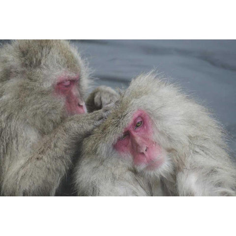 Japan Snow monkey grooms another in a hot spring Black Modern Wood Framed Art Print by Anon, Josh