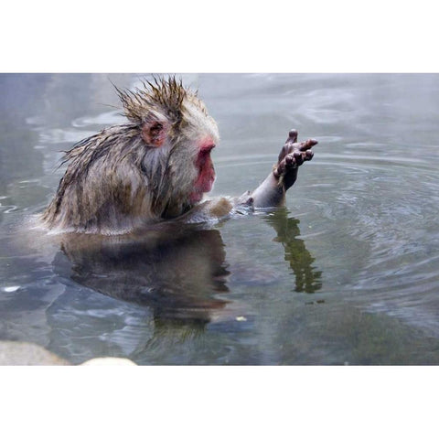 Japan, Nagano Mts Snow monkey in hot spring White Modern Wood Framed Art Print by Williams, Joanne