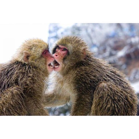 Two Snow Monkies playing, Nagano Mountains, Japan Black Modern Wood Framed Art Print by Williams, Joanne