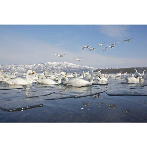 Japan, Hokkaido, Teshikaga Whooper swans rest Black Modern Wood Framed Art Print with Double Matting by Anon, Josh