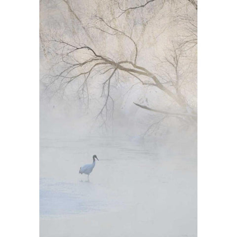Japan, Hokkaido A hooded crane in foggy morning Black Modern Wood Framed Art Print by Anon, Josh