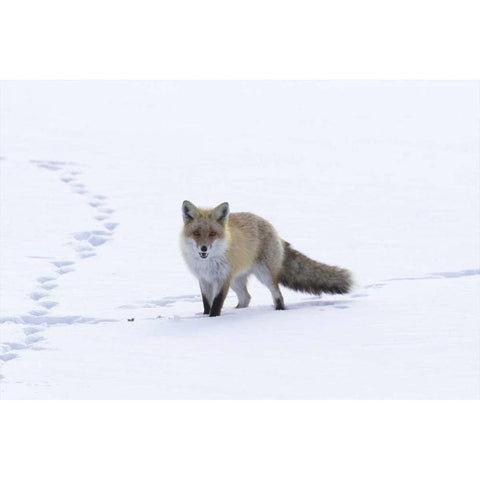 Japan, Hokkaido, Tsurui Red fox in a snowy field Black Modern Wood Framed Art Print with Double Matting by Anon, Josh