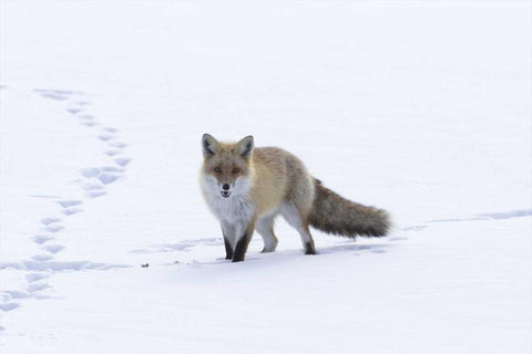 Japan, Hokkaido, Tsurui Red fox in a snowy field White Modern Wood Framed Art Print with Double Matting by Anon, Josh