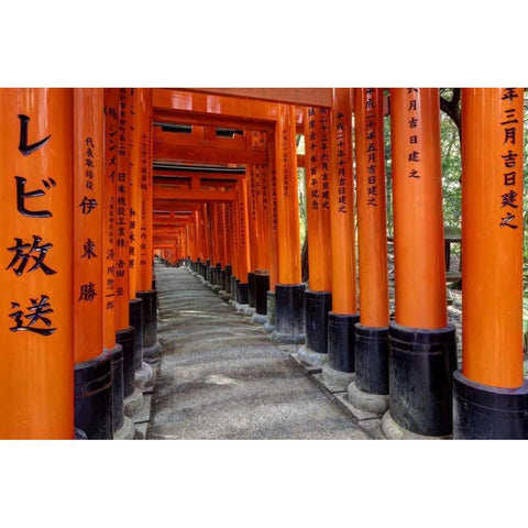 Japan, Kyoto, Fushimi-Inari-Taisha Torii Gates White Modern Wood Framed Art Print by Flaherty, Dennis