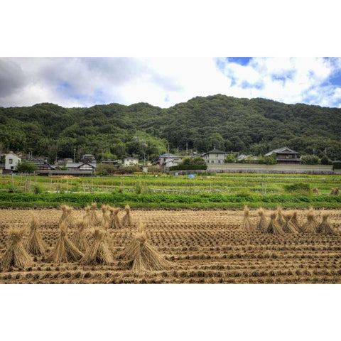 Japan, Nara, Heguri-cho Field of drying rice Black Modern Wood Framed Art Print by Flaherty, Dennis