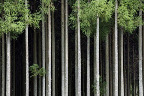 Japan, Nara, Soni Plateau Cedar tree grove White Modern Wood Framed Art Print with Double Matting by Flaherty, Dennis