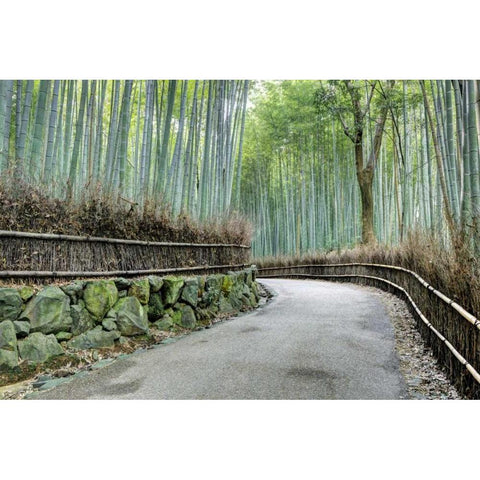 Japan, Kyoto Arashiyama Bamboo Grove Black Modern Wood Framed Art Print with Double Matting by Flaherty, Dennis