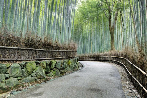 Japan, Kyoto Arashiyama Bamboo Grove Black Ornate Wood Framed Art Print with Double Matting by Flaherty, Dennis