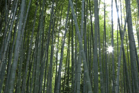 Japan, Kyoto Arashiyama Bamboo Grove White Modern Wood Framed Art Print with Double Matting by Flaherty, Dennis
