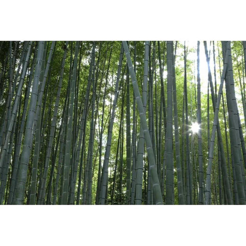 Japan, Kyoto Arashiyama Bamboo Grove Gold Ornate Wood Framed Art Print with Double Matting by Flaherty, Dennis