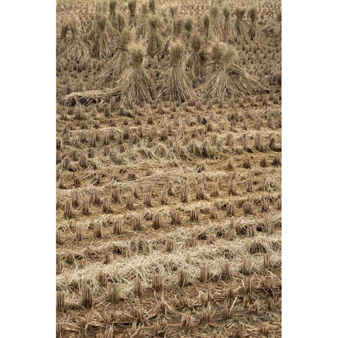 Japan, Nara Prefecture, Heguri-cho Drying rice Black Modern Wood Framed Art Print with Double Matting by Flaherty, Dennis