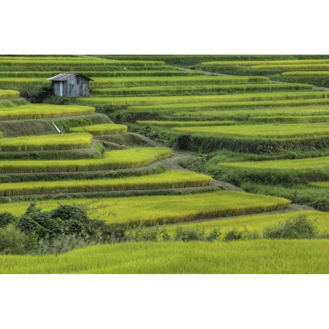 Japan, Nara, Soni Plateau Rice terraces Gold Ornate Wood Framed Art Print with Double Matting by Flaherty, Dennis