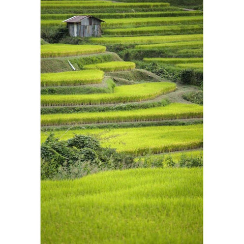 Japan, Nara, Soni Plateau Rice terraces White Modern Wood Framed Art Print by Flaherty, Dennis