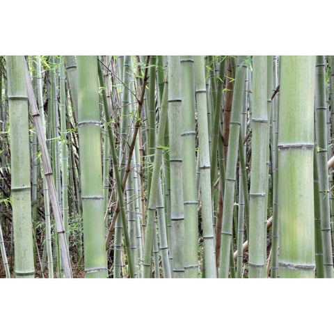 Japan, Nara Provence, Heguri-cho Bamboo grove White Modern Wood Framed Art Print by Flaherty, Dennis