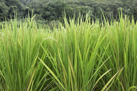 Japan, Nara, Heguri-cho Growing rice stalks White Modern Wood Framed Art Print with Double Matting by Flaherty, Dennis