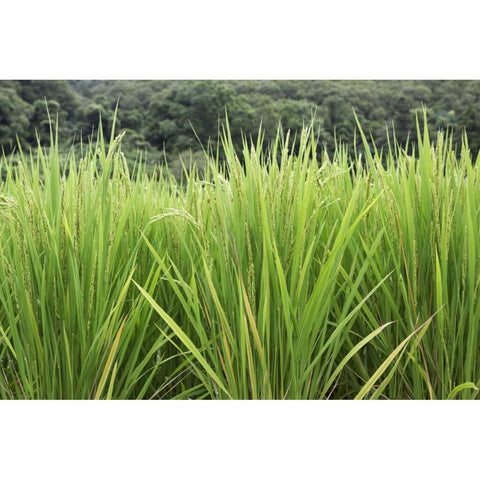 Japan, Nara, Heguri-cho Growing rice stalks White Modern Wood Framed Art Print by Flaherty, Dennis