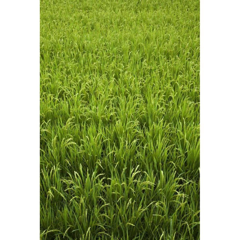 Japan, Nara, Heguri-cho Field of growing rice White Modern Wood Framed Art Print by Flaherty, Dennis