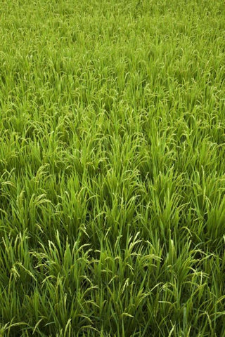 Japan, Nara, Heguri-cho Field of growing rice White Modern Wood Framed Art Print with Double Matting by Flaherty, Dennis