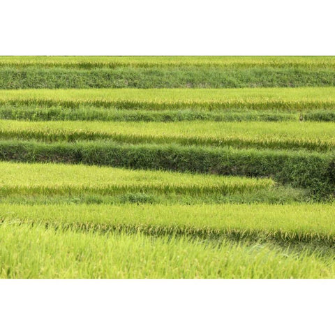 Asia, Japan Rice terraces in Nara Prefecture Black Modern Wood Framed Art Print with Double Matting by Flaherty, Dennis