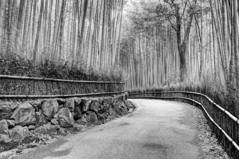 Japan, Kyoto Walkway through Arashiyama Grove White Modern Wood Framed Art Print with Double Matting by Flaherty, Dennis